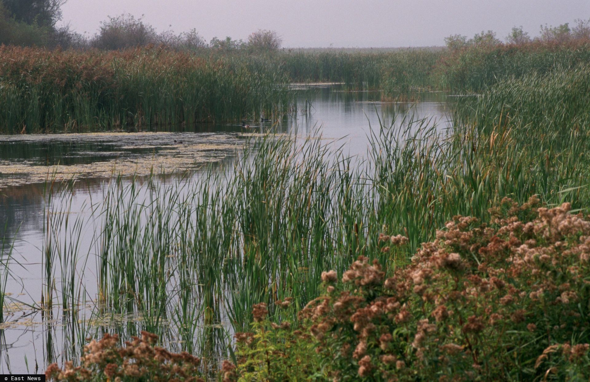 wiadomości,aktualności,WP Wiadomości Koszmar w Lelystad. Ojciec zabił 18-letnią córkę