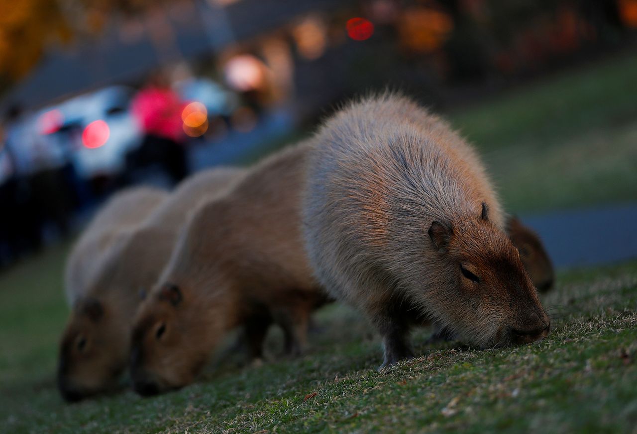 Kapibary opanowały osiedle w Buenos Aires. Zdjęcia pokazują, jak im tam dobrze