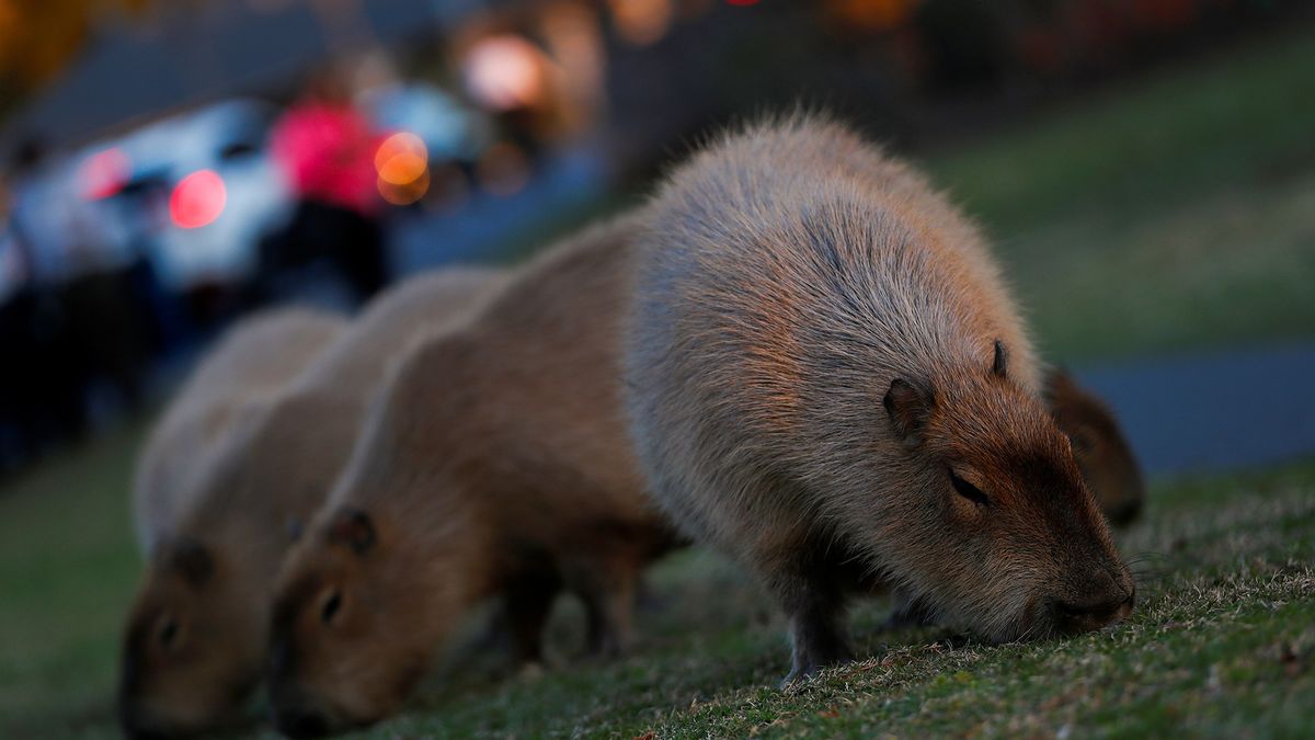 Kapibary opanowały osiedle w Buenos Aires. Zdjęcia pokazują, jak im tam dobrze 1