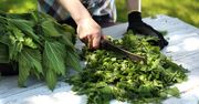 6 pomysłów na młodą pokrzywę