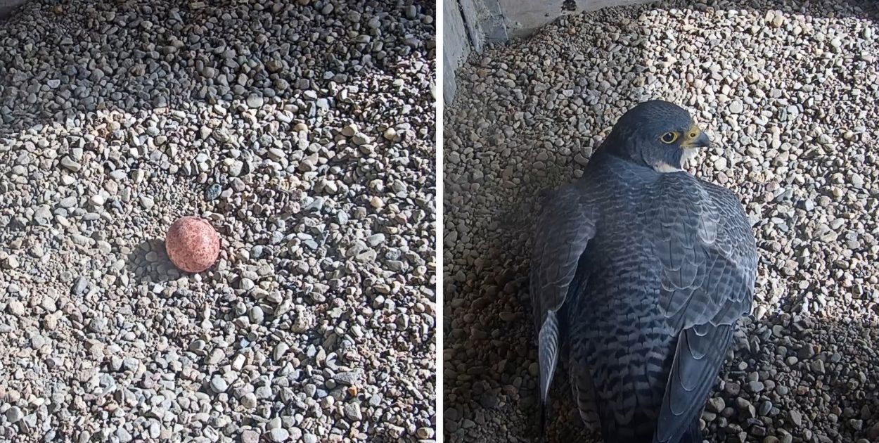 Kolejne pokolenie płockich sokołów już w drodze!