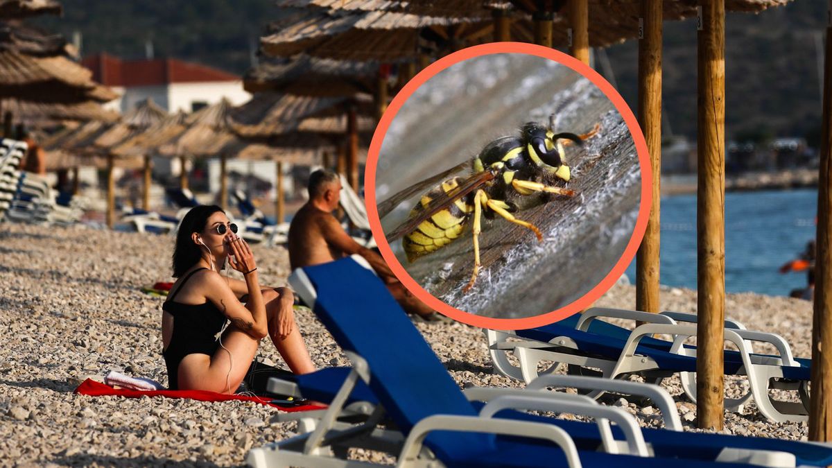 Osy opanowały plaże w Chorwacji