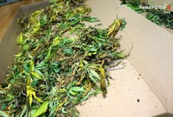 Katowice. Uderzenie w narkobiznes. Przejęte narkotyki warte nawet 200 tysięcy złotych