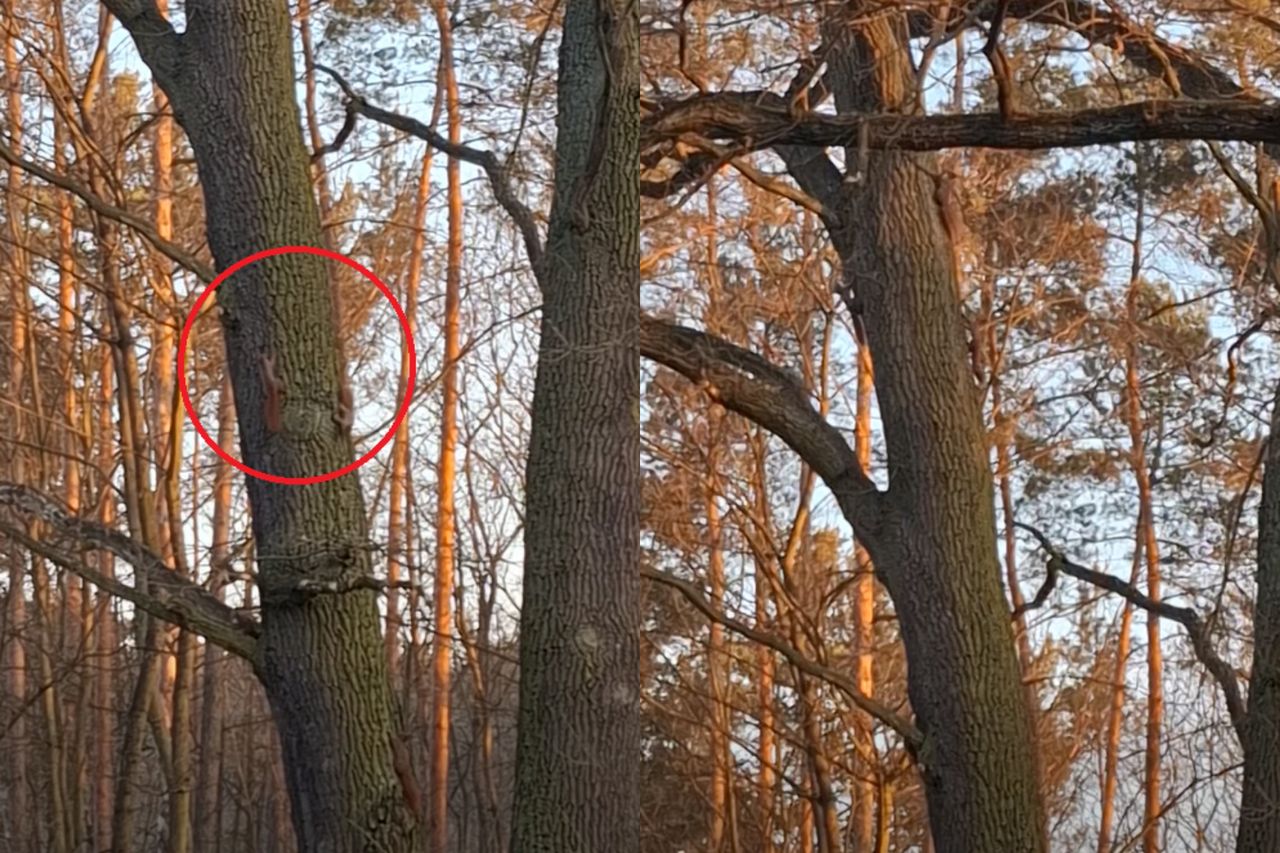 Wiosenne harce w polskim lesie. Jest nagranie