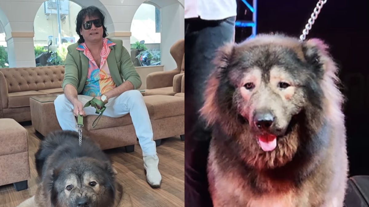 Cadabomb Okami to najdroższy pies świata