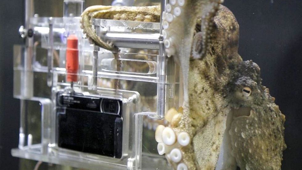 Niezwykła inteligencja ośmiornic. Uśmiechnij się, jedna z nich potrafi już robić zdjęcia! 1