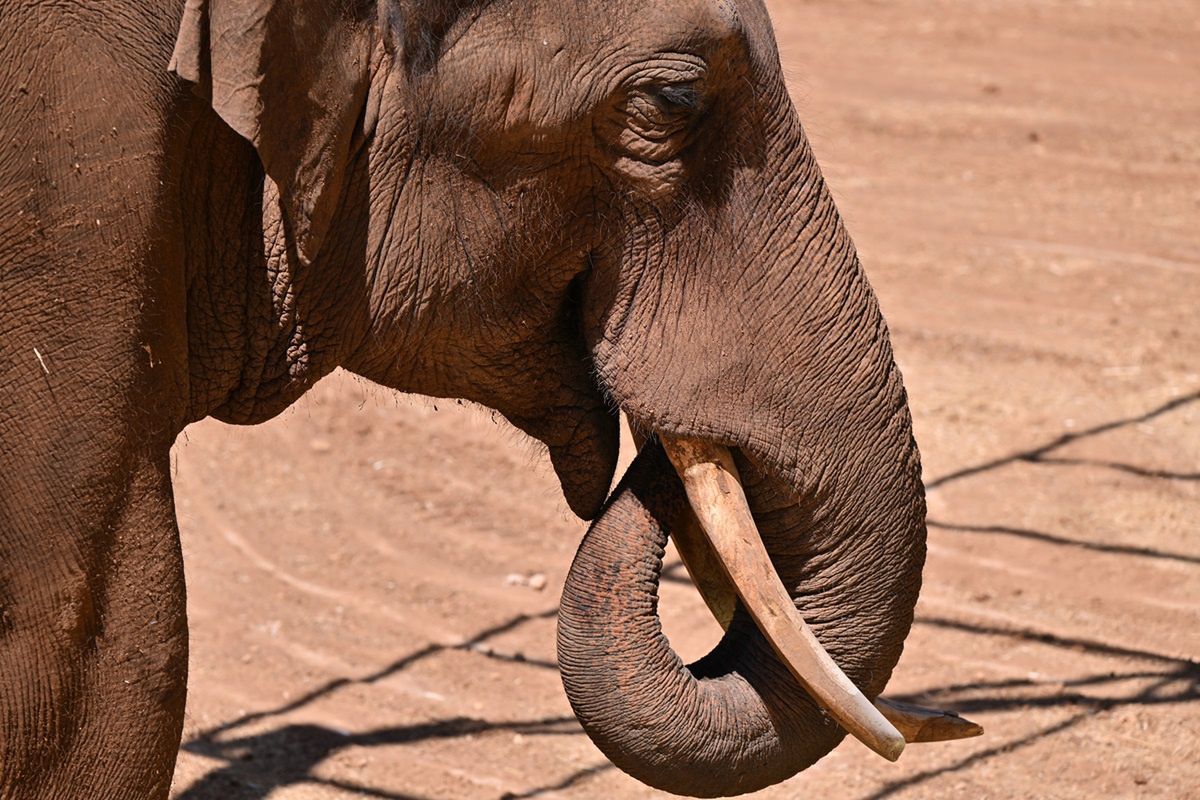 Koszmar w Indiach. Słoń morduje ludzi