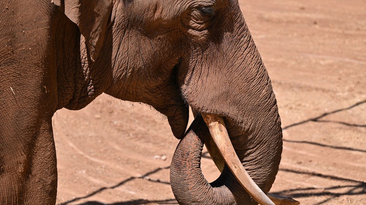 W Indiach słoń zabił 20 osób.