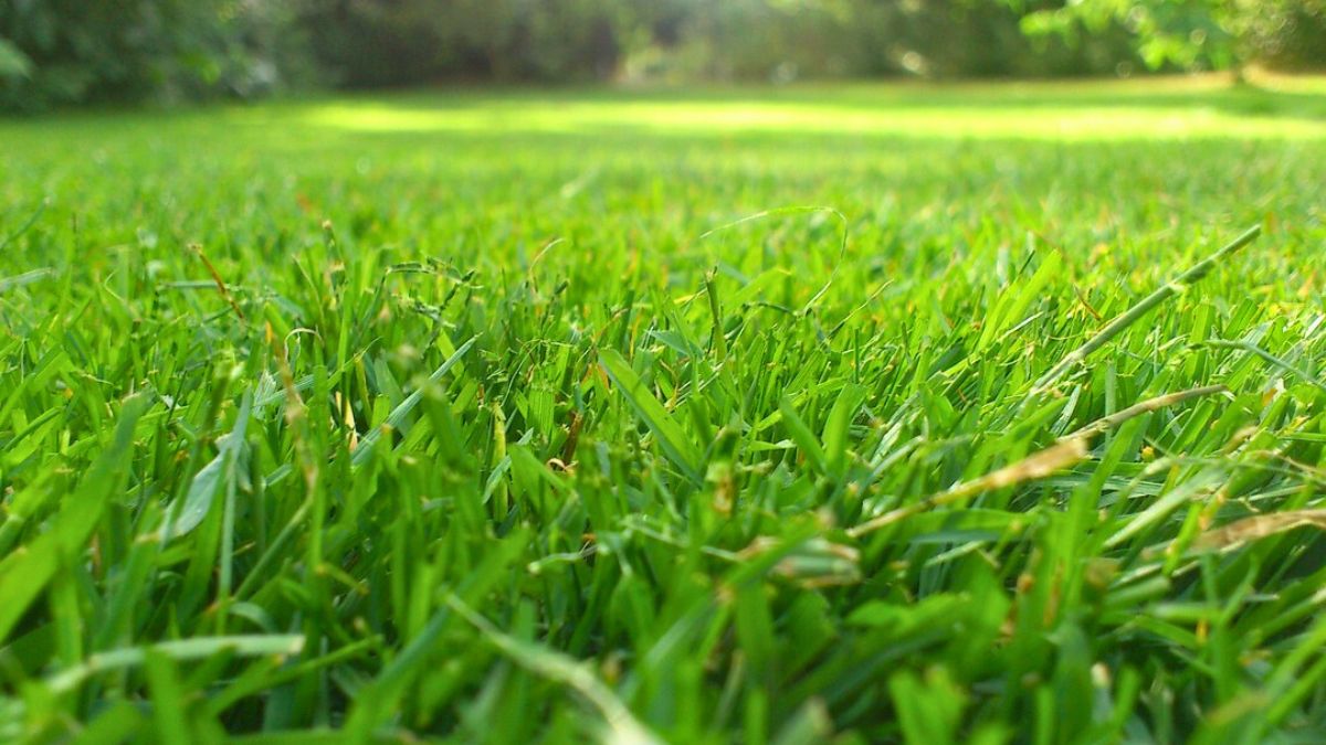 Tak przygotowuję trawnik po zimie 