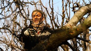 Nie przycinaj tych drzew w marcu. Możesz zniszczyć plony