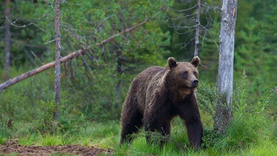Podstawą jest zachowanie spokoju. Jeśli zwierzę nas nie zauważyło - cicho się oddalamy
