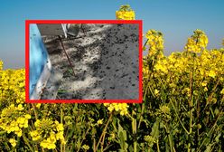 Okropny widok w Pleszewie. Zdjęcia krążą w sieci