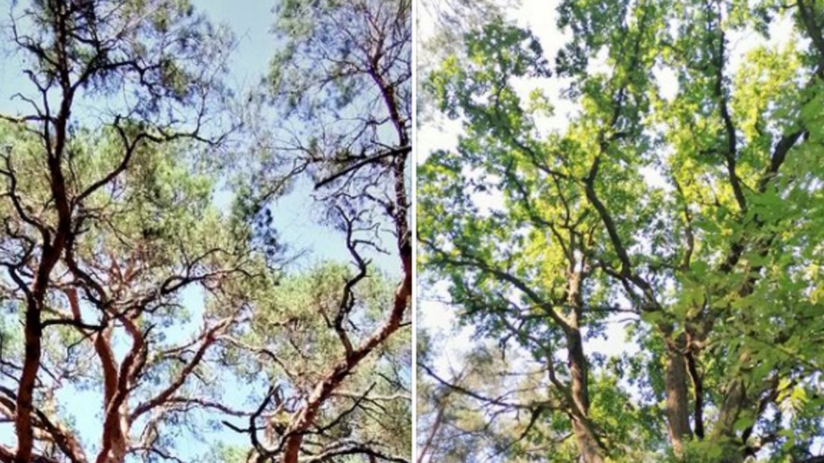 Nowe pomniki przyrody