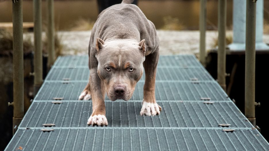 lächelnd, welpe, hund, aktiv, süss, tier, baby, schöner hübsch, gärten, gras, freudig, springen, junior, little säugetier, bewegung, moving, natur, outdoors, park pedigree, haustier, spielerisch, spielen, reinrassig, running klein, weich, frühling, sommer, froh, winzig, wandernd  jung, pitbull, american bully, bully, amstaff, american pit bull terrier, american staffordshire terrier, tricolor