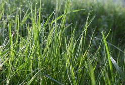 Warszawa. Nie tylko warszawiacy czekali by "wpaść pod kosiarkę"