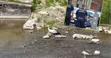 Sławny bociek napędził stracha strażnikom miejskim. Jechali do niego na sygnale