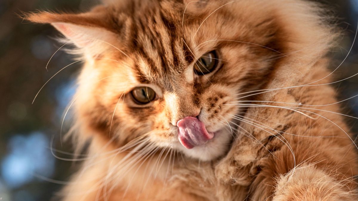 Koty zjadły swoją właścicielkę.