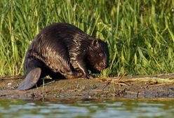 Bóbr się napracował, rolnik zniszczył. Sprawcy grozi wysoka grzywna