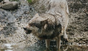 Wilki zaatakowały tuż przy ruchliwej trasie. "Ludzie się naprawdę boją"