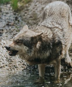 Wilki zaatakowały tuż przy ruchliwej trasie. "Ludzie się naprawdę boją"