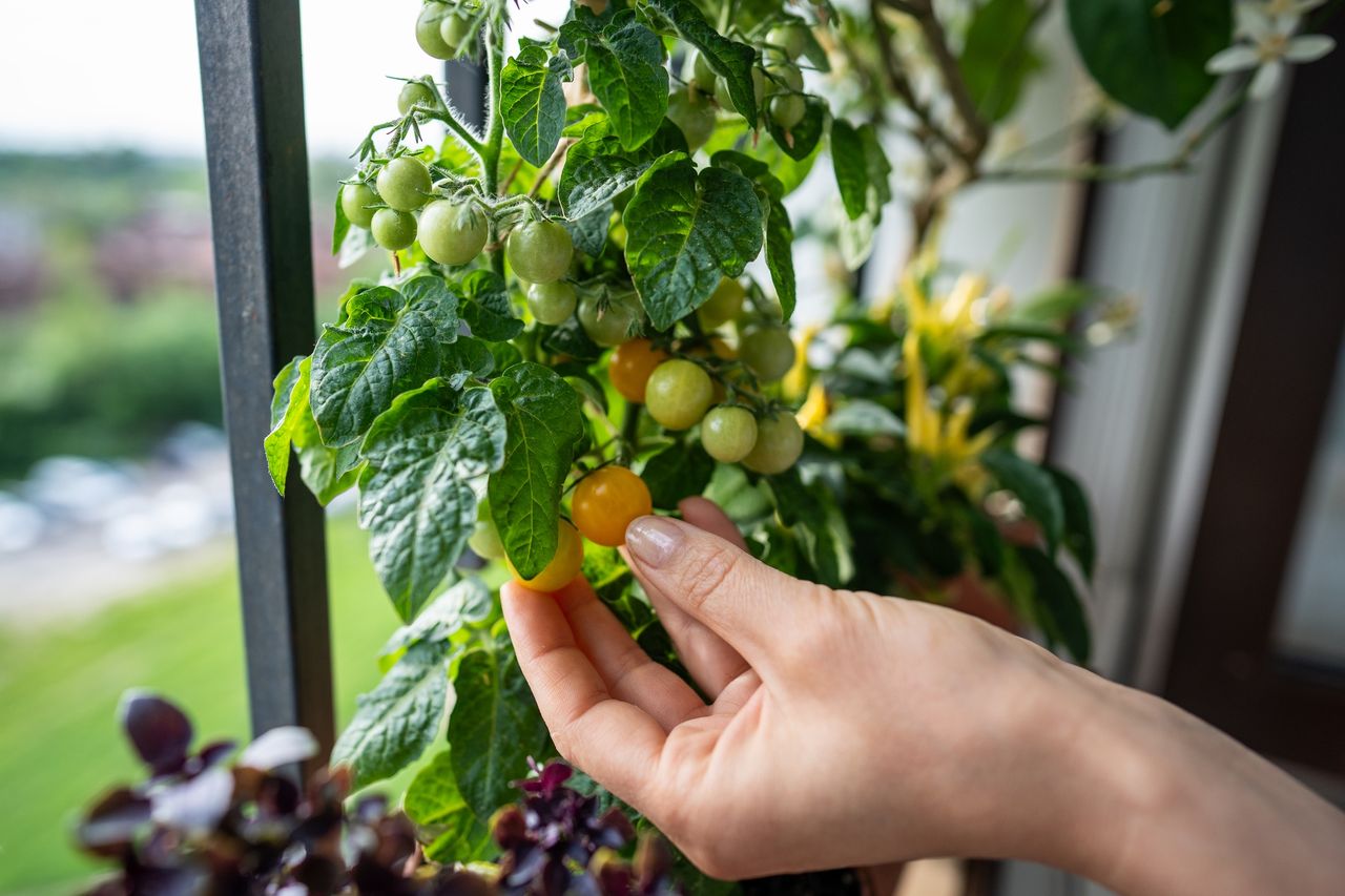 Hit w Niemczech. Wszyscy tak będą sadzić pomidory w 2026 roku