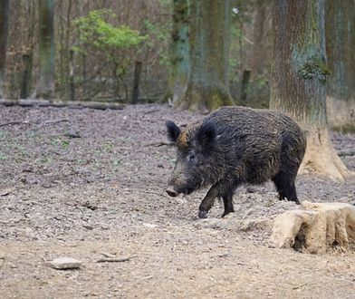 Dziki zostaną uśmiercone. Decyzja zapadła