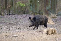 Dziki zostaną uśmiercone. Decyzja zapadła