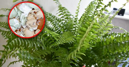 Domowy nawóz z dwóch składników. Paprotki będą rosły jak szalone