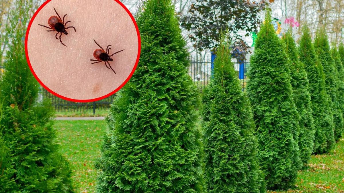 Jak pozbyć się kleszczy?