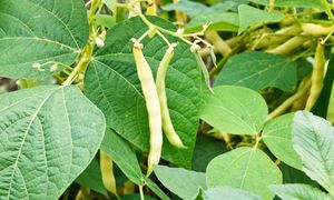 Nigdy nie jedz prosto z krzaka. Skutki mogą być poważne