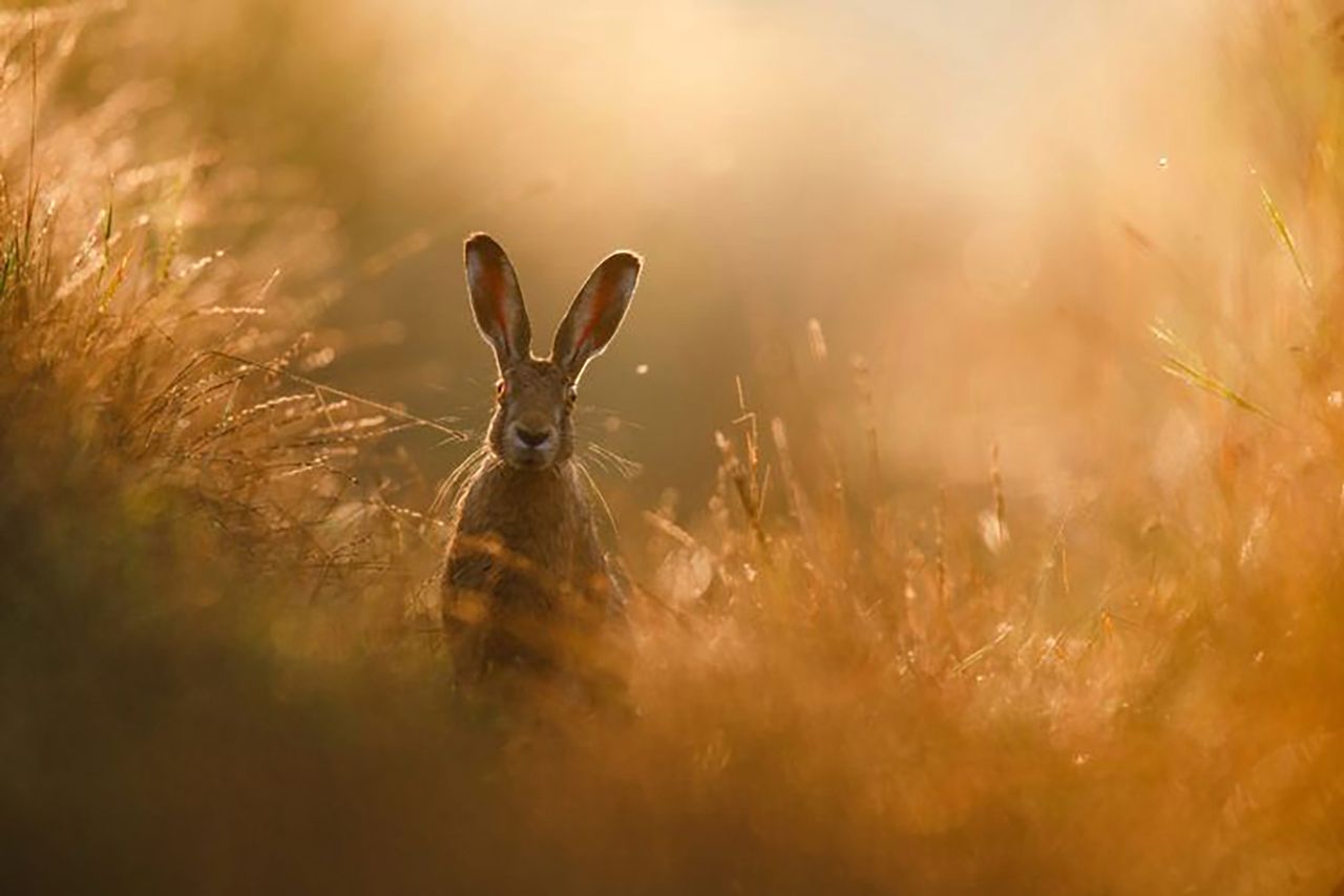 Najpiękniejsze zdjęcia przyrody w konkursie GDT Nature Photographer of the Year
