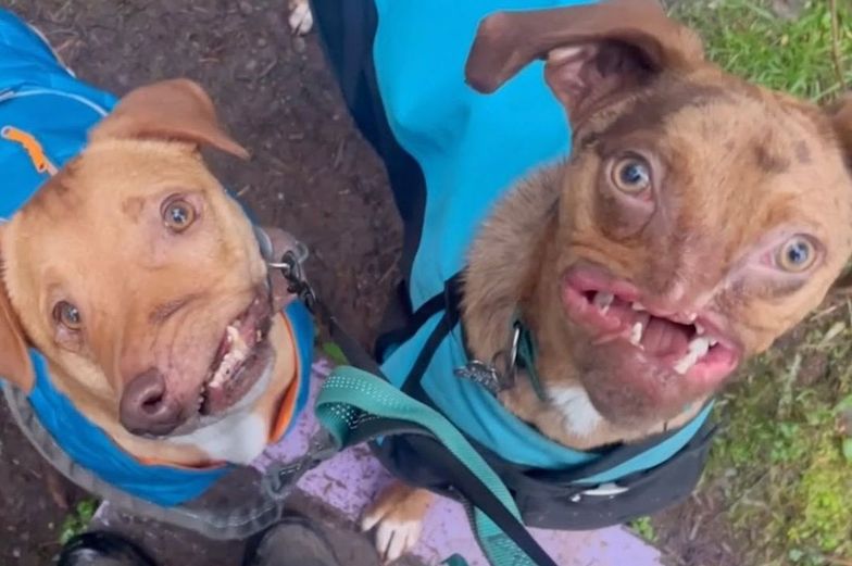 Nowe gwiazdy Instagramu. Te psy są prawdziwe. To najlepsi kumple