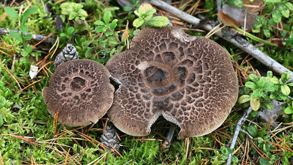 Sarniak sosnowy od 2014 roku nie jest już pod ochroną