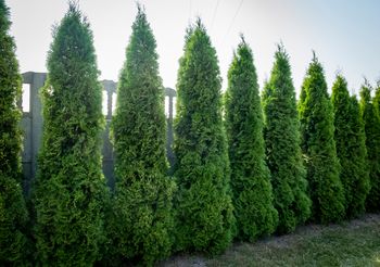 Mandat za wycięcie tui. W jednej sytuacji trzeba liczyć się z karą