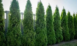 Mandat za wycięcie tui. W jednej sytuacji trzeba liczyć się z karą