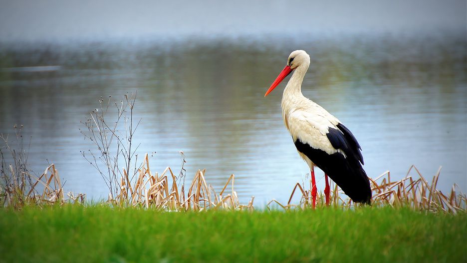 Picasa
ptactwo, bocian, zwierzak, wiosna, dzika natura