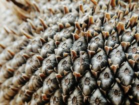 Lubisz ziarna słonecznika? Badacze odkryli w nich toksynę odpowiedzialną za raka wątroby