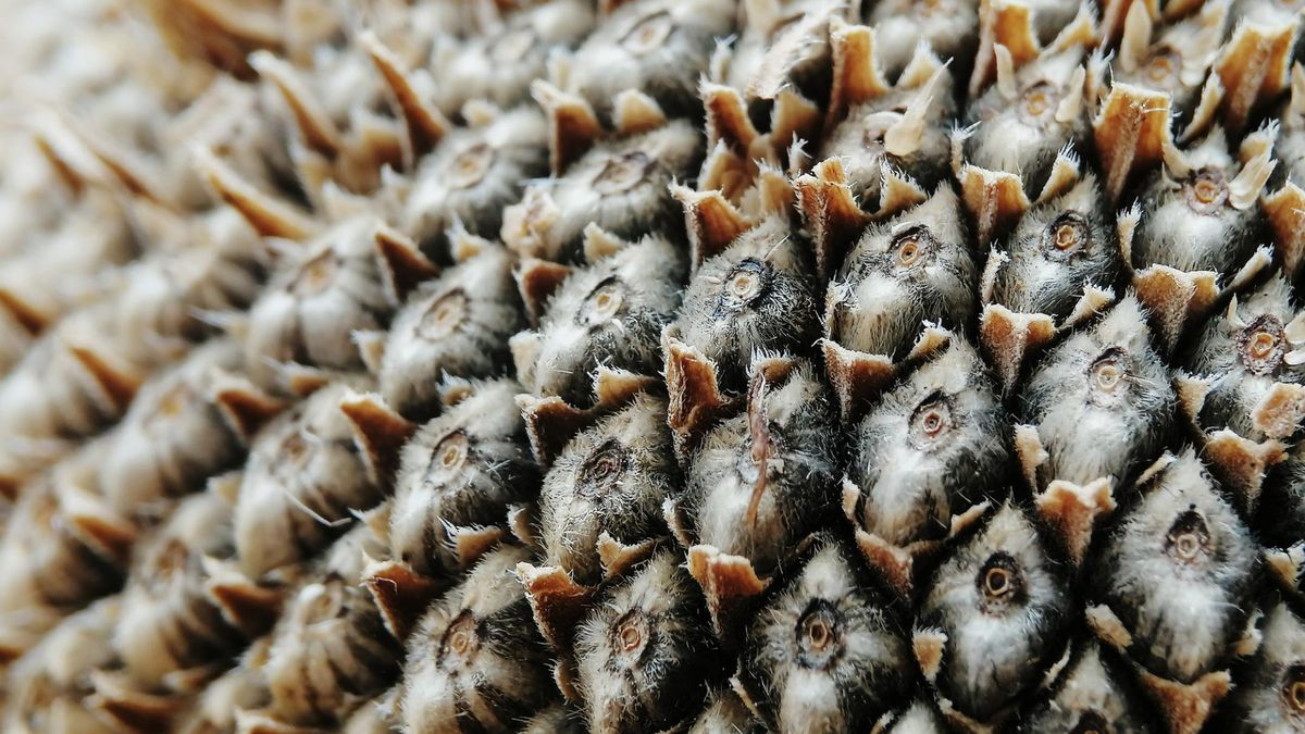 Lubisz ziarna słonecznika? Badacze odkryli w nich toksynę odpowiedzialną za raka wątroby