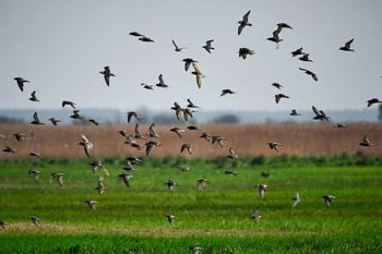 Ptaki pod ochroną. Rolnicy mówią „nie”