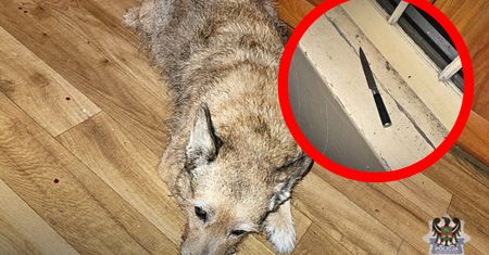 Zaatakował psa nożem. Tłumaczenie pijanego 30-latka jest szokujące