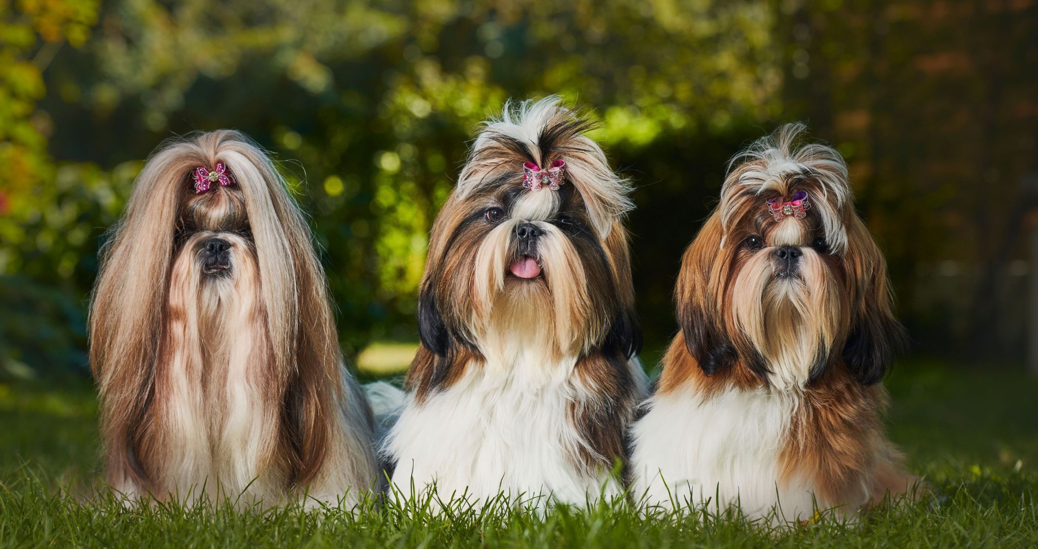 Shih tzu