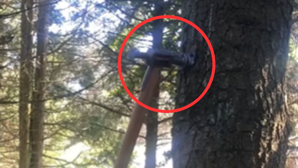 Wbijają w drzewa arbotagi. 