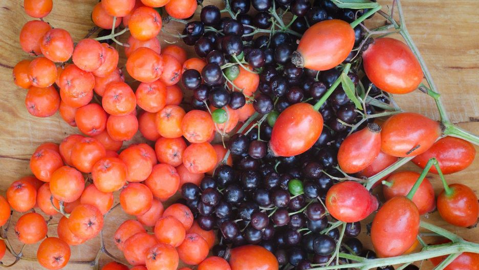 Podczas zbierania dzikich owoców trzeba zachować ostrożność. Niektóre są bezpieczne tylko w stanie w pełni dojrzałym, inne są jadalne po przemrożeniu.