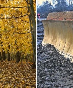 Wytną tysiące drzew na Białołęce. Bez pytania dzielnicy i mieszkańców o zgodę