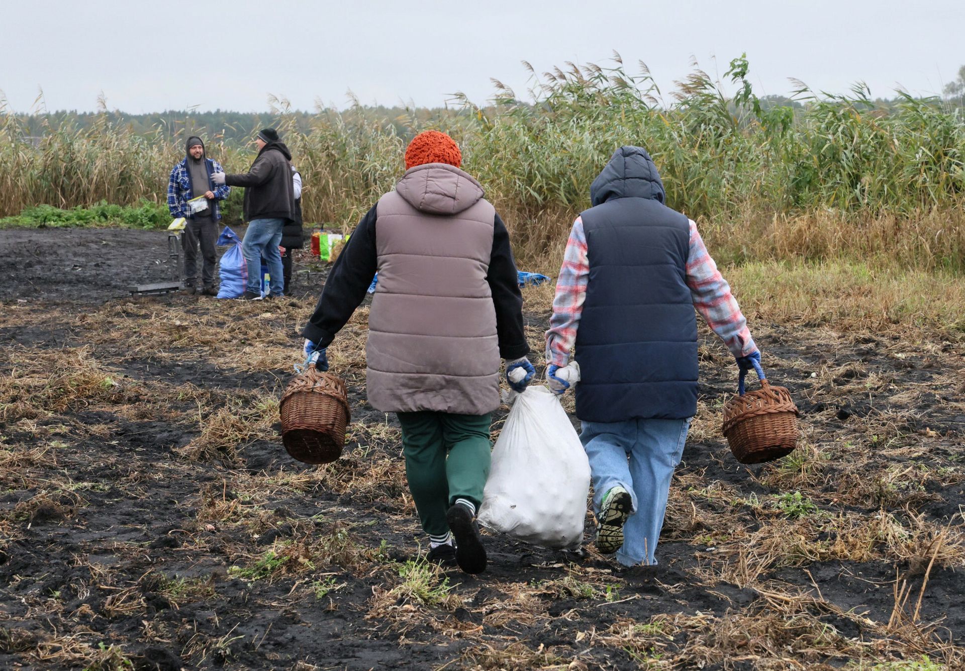 Dramat rolników. Oddają owoce i warzywa za darmo. Co tak naprawdę się dzieje na wsi?