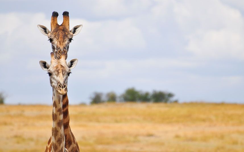 Konkurs Comedy Wildlife Photography Awards - fotografia dzikich zwierząt na wesoło 9