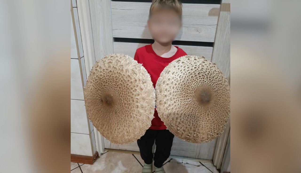 Ludzie aż łapią się za głowy. "Piękne parasole"