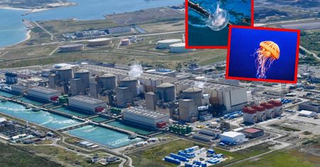 Sceny jak z filmu grozy. Meduzy sparaliżowały elektrownię jądrową we Francji