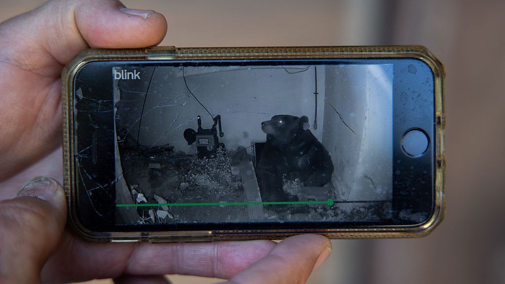 Mężczyzna mieszkał z niedźwiedziem