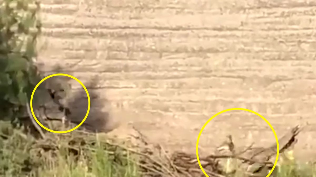 "Struś pędziwiatr" na żywo. Kojot gonił ptaka zupełnie jak w bajce 1